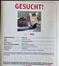 Kater Mio wird in Rendsburg vermisst